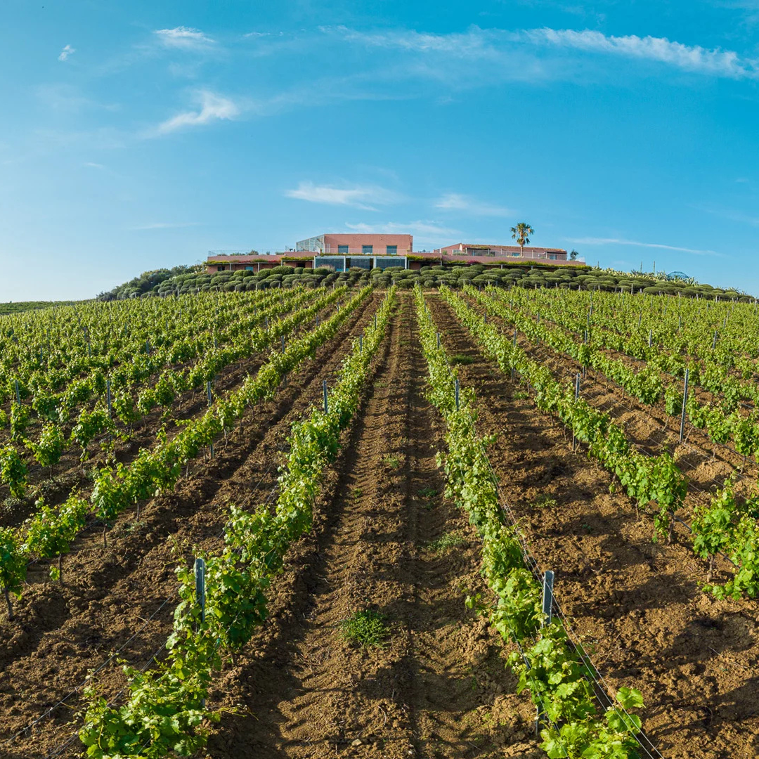 Wine-Tasting-brucoli-mangias-experience