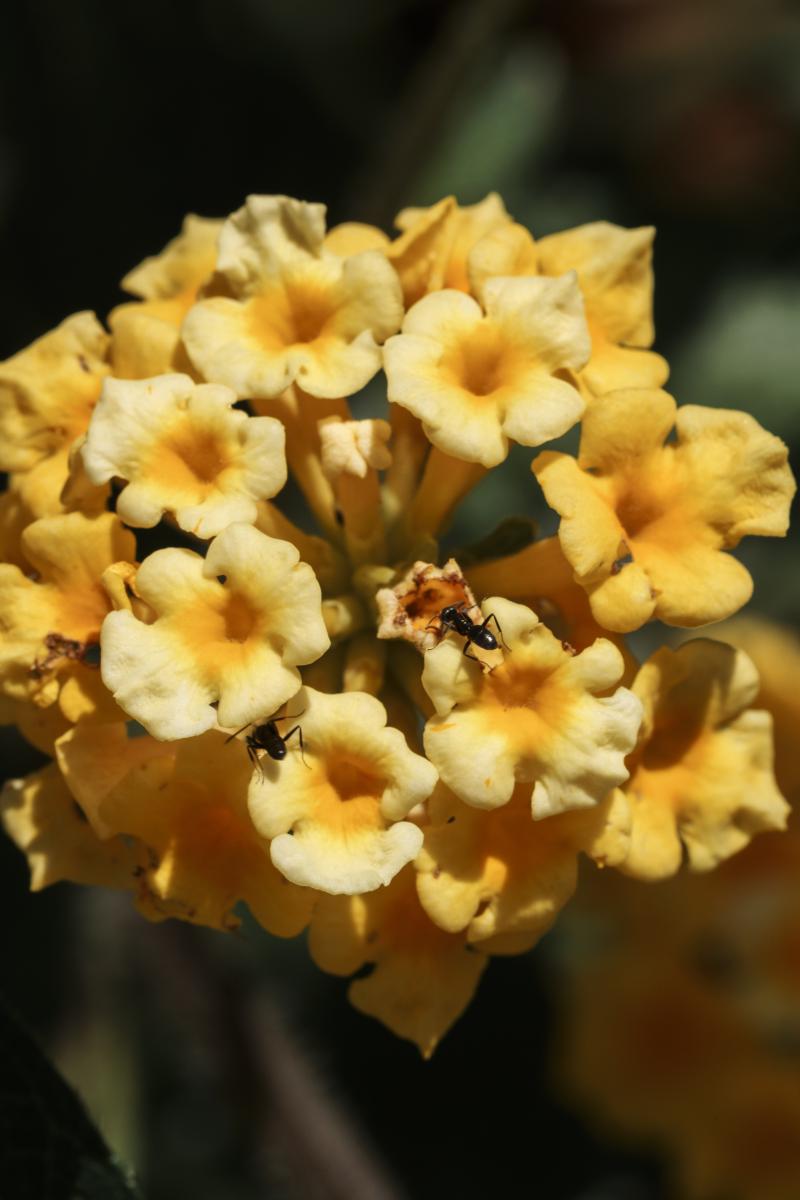 CR_Botanical.jpg