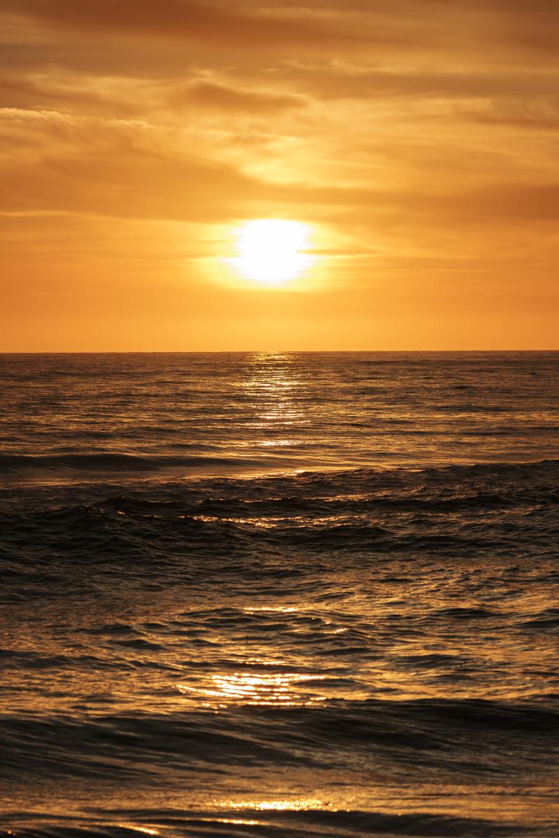 _flo0735.jpg